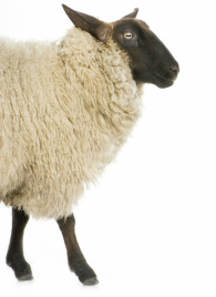 black sheep
