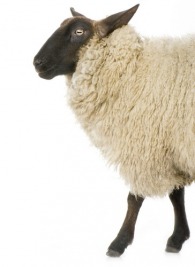 black sheep