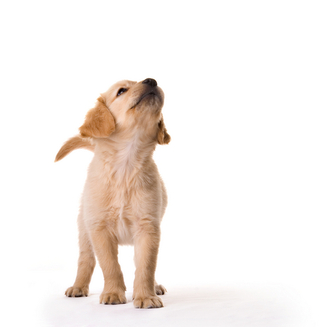 golden retriever puppy looking up