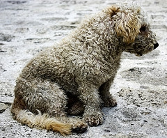 dog with matted coat