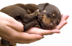 tiny sleeping puppy in hands