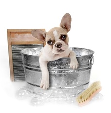 french bulldog in antique tub