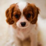 cavalier king charles puppy