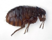 itchy dog with fleas