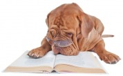 dog reading book