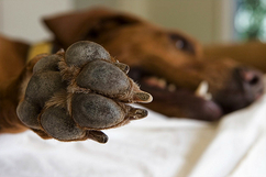 dogs paw and nails