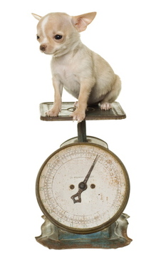 chihuahua on weigh scale