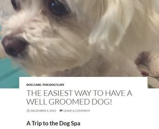 Louis the Blogging Dog as Spa Dog